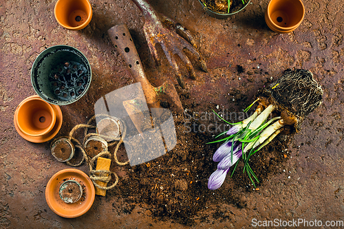 Image of Spring gardening concept - gardening tools with plants, flowerpots and soil