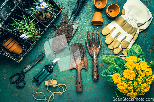 Image of Spring gardening concept - gardening tools with plants, flowerpots and soil