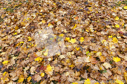 Image of The fallen maple leaves