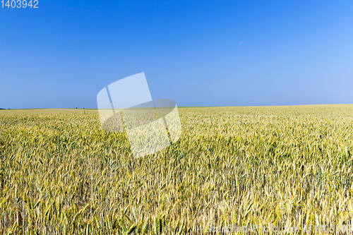 Image of immature yellowing wheat