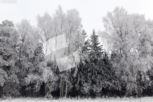 Image of Snow drifts in winter