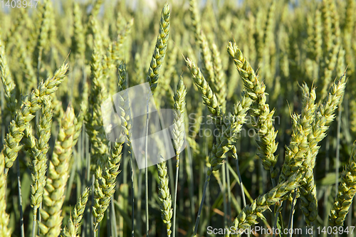 Image of Field with cereal