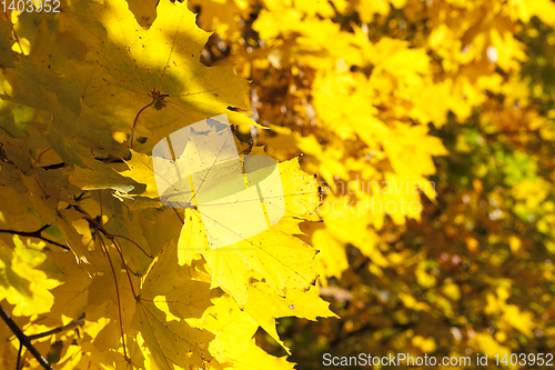 Image of Yellow maple foliage