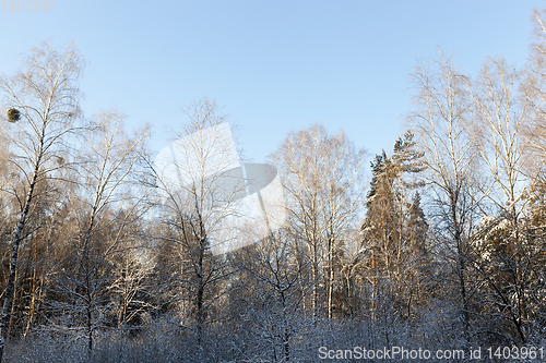 Image of Winter forest, close-up