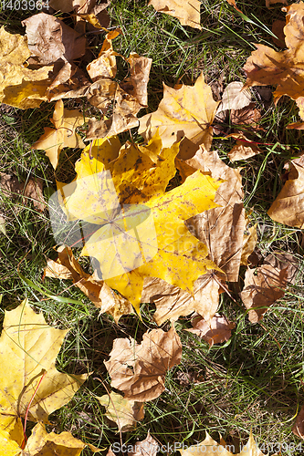 Image of The fallen maple leaves