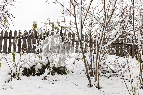 Image of trees in the snow