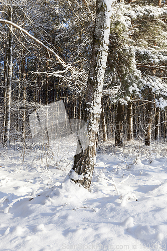 Image of Winter forest, close-up