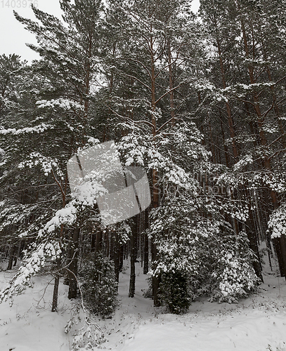 Image of Snow drifts in winter