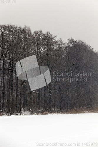 Image of Winter landscape, snowfall