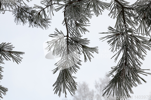 Image of Winter trees, close-up