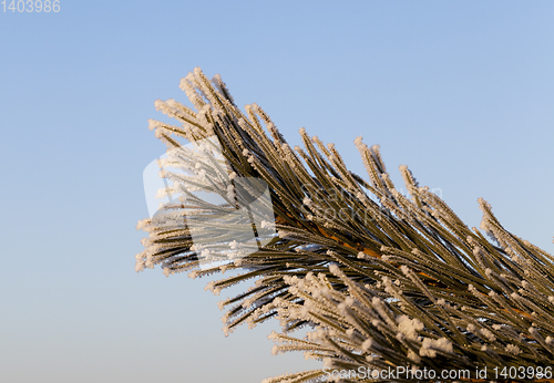 Image of Pines in the frost