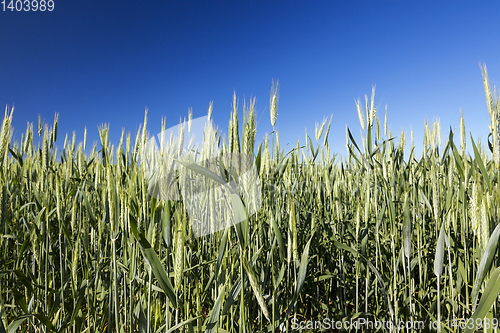 Image of Field with cereal