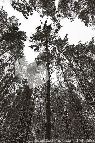 Image of Trees in the forest in winter