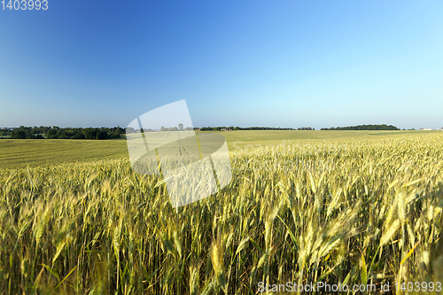 Image of immature green grass