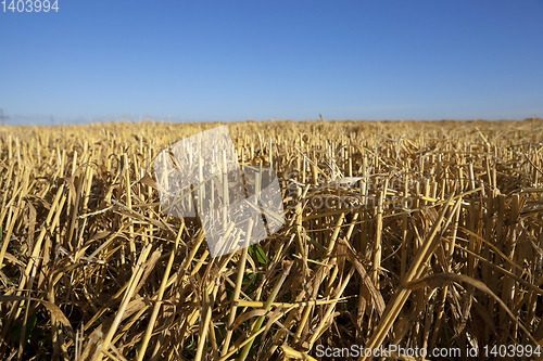 Image of Field of cereal in the summer