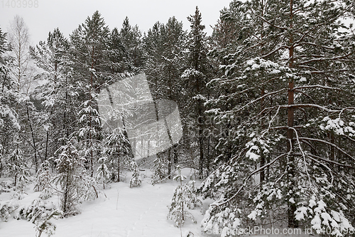 Image of Snow drifts in winter