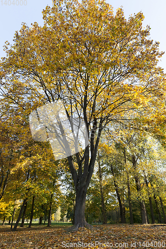 Image of Yellow foliage, autumn