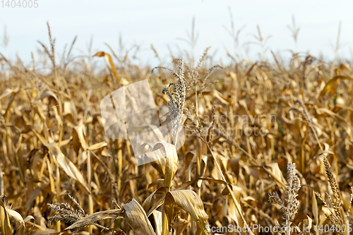 Image of agriculture, corn closeup