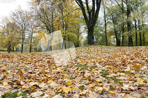Image of yellow fallen leaves on green grass in a city park