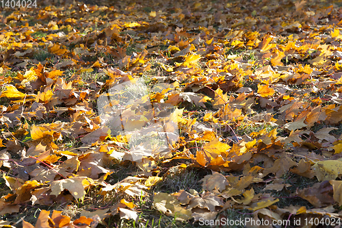 Image of fallen leaves of a maple