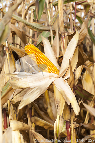 Image of yellowed ripe corn