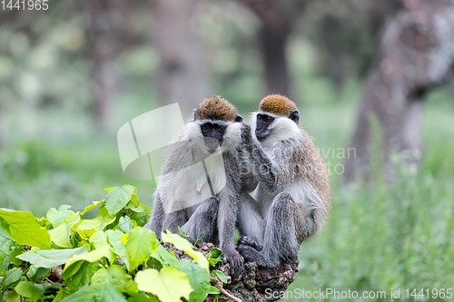 Image of Vervet monkey familyin Awasa, Ethiopia