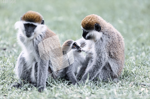 Image of Vervet monkey familyin Awasa, Ethiopia