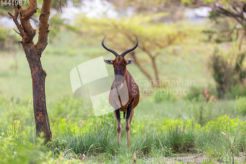 Image of Swayne\'s Hartebeest, Ethiopia wildlife
