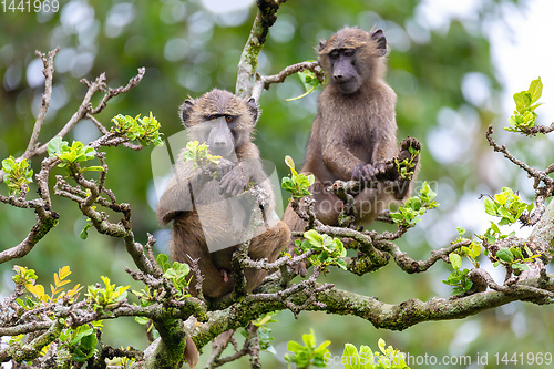 Image of chacma baboon on tree, Ethiopia, Africa wildlife