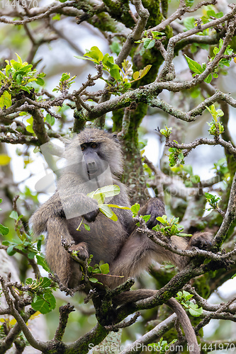 Image of chacma baboon on tree, Ethiopia, Africa wildlife