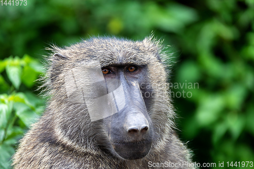 Image of chacma baboon head, Ethiopia, Africa wildlife