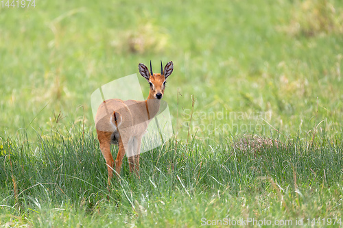 Image of Oribi antelope Ethiopia, Africa wildlife