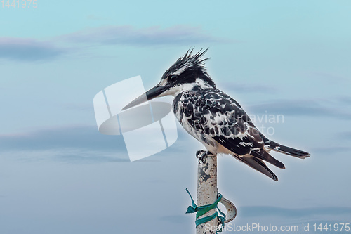 Image of Pied Kingfisher bird, Ethiopia, Africa wildlife