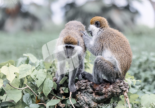 Image of Vervet monkey familyin Awasa, Ethiopia