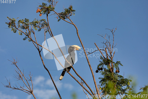 Image of bird, Silvery-cheeked Hornbill, Ethiopia wildlife