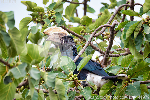 Image of bird, Silvery-cheeked Hornbill, Ethiopia wildlife