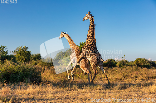 Image of South African giraffe mating in Chobe, Botswana safari