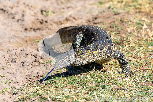 Image of Monitor Lizard in Chobe, Botswana Africa wildlife