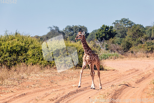 Image of South African giraffe calf Chobe, Botswana safari