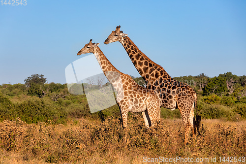 Image of South African giraffe mating in Chobe, Botswana safari