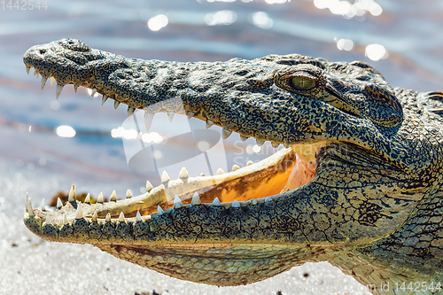 Image of Nile Crocodile in Chobe river, Botswana