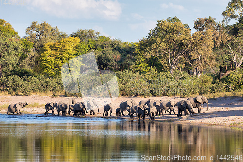 Image of African elephant, Namibia, Africa safari wildlife