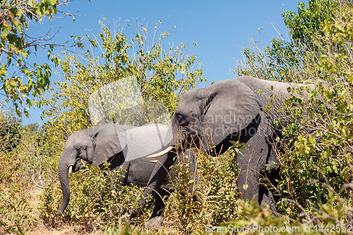 Image of African Elephant in Chobe, Botswana safari wildlife