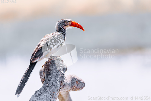 Image of bird red-billed hornbill, Namibia, Africa wildlife