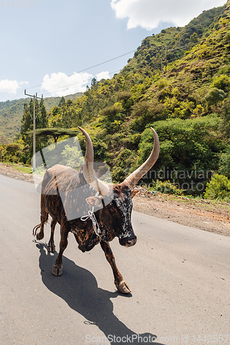 Image of Ethiopian cattle on the road, Amhara, Ethiopia