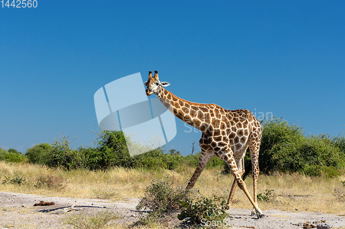 Image of South African giraffe Chobe, Botswana safari