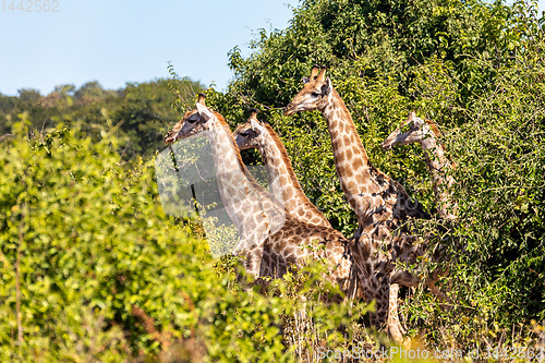 Image of South African giraffe Chobe, Botswana safari