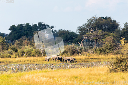 Image of African elephant, Namibia, Africa safari wildlife