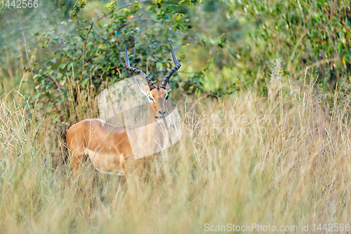 Image of Impala antelope Namibia, africa safari wildlife