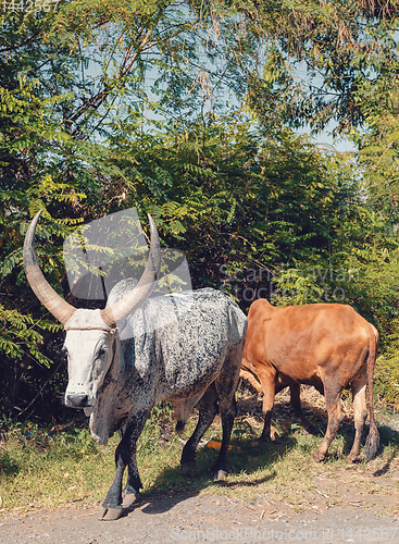 Image of Ethiopian cattle on the road, Amhara, Ethiopia